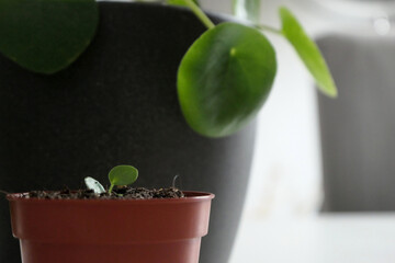 Ufo plant: Green leaves of pilea peperomioides and offspring