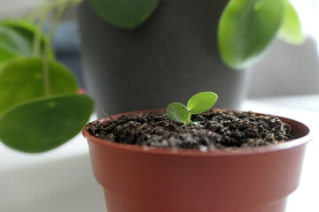 Ufo plant: Pilea peperomioides and offspring