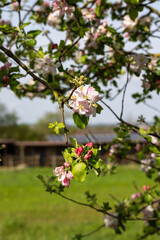 Spring blossom apple tree in fruit orchard