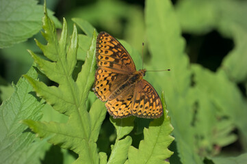 Butterfly on Leaf