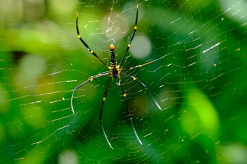 Nephila pilipes is a species of golden orb-web spider. It is located in all countries in East and Southeast Asia as well as Oceania. spider web in tropical forest.