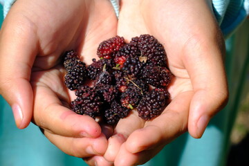 mulberry fruit in girl's hand. fruit harvest.