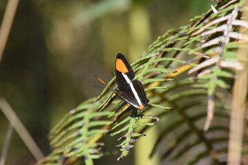 borboleta
