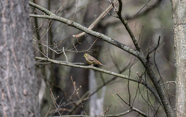 inconspicuous bird bunting in natural conditions on a spring day
