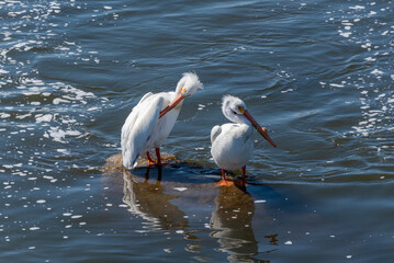 Close-up Of American White Pelicans On The Rocks At The Fox River Rapids In De Pere, Wisconsin,...