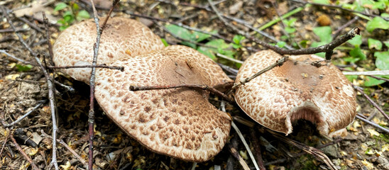 Mushroom picking in season. Edible forest mushrooms, grow in the grass. International Day of Forest. National Mushroom Day. Forest Workers Day. World Mushroom Picker Day