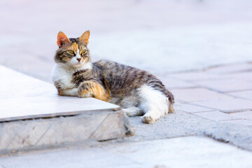 Street cat is resting happily with her arm on the pavement