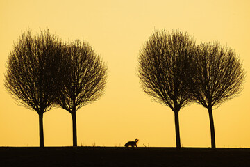 black silhouettes lonely figure with only a dog against the colourful background of the setting sun