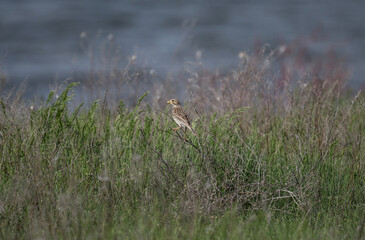 inconspicuous bird bunting in natural conditions on a spring day