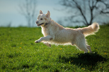 golden retriever running happily on the grass
