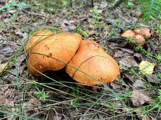 Mushroom picking in season. Edible forest mushrooms, grow in the grass. International Day of Forest. National Mushroom Day. Forest Workers Day. World Mushroom Picker Day