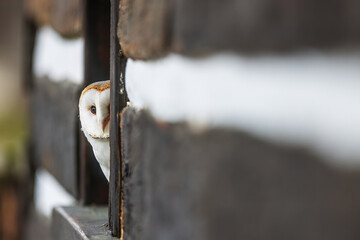 barn owl (Tyto alba) sitting in the window of an old cottage