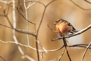 male common chaffinch (Fringilla coelebs) nice color