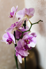 Fototapeta na wymiar Pink orchid flower indoor, phalaenopsis