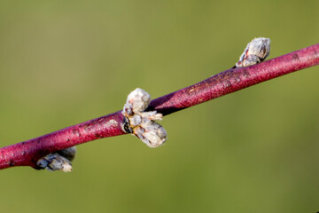 Peach tree in spring. Young peach buds. Peach buds. Planting, reproduction, care.