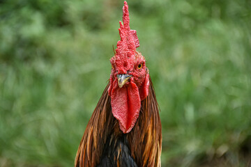 The head of a mighty rooster