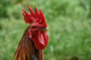 The head of a mighty rooster