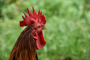 The head of a mighty rooster
