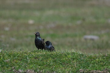two starlings in the grass