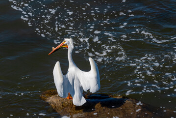 Close-up Of American White Pelican On The Rocks At The Fox River Rapids In De Pere, Wisconsin, During Spring Migration