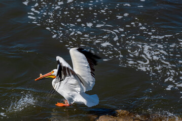 Close-up Of American White Pelican On The Rocks At The Fox River Rapids In De Pere, Wisconsin,...