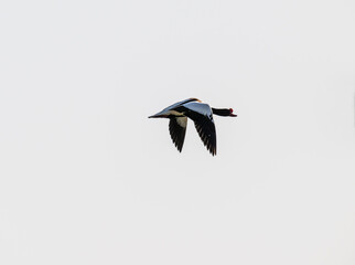 a beautiful shelduck bird creates a family on a spring day in Kalmykia