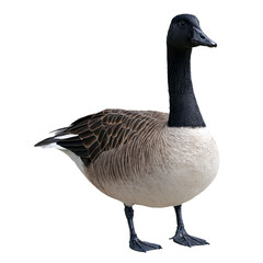 Goose isolated on transparent background