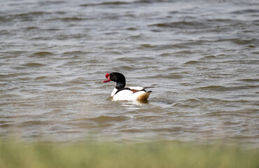 a beautiful shelduck bird creates a family on a spring day in Kalmykia