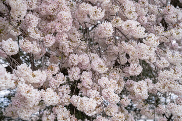 Fototapeta premium Tons of beautiful cherry blossoms in bloom - Washington DC