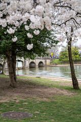 View of the Ohio Drive Bridge across the Tidal Basin in Washington DC during cherry blossom season