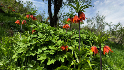 Crown Imperial Lily (Upside Down Tulips) reverse or inverted tulip Stock Photo