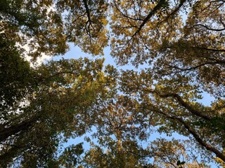 tree, forest, sky, nature, trees, green, leaves, pine, autumn, blue, leaf, wood, landscape, spring, sun, branch, foliage, branches, plant, yellow, fall, sunlight, summer, park, woods