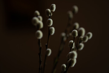 cats on a branch, small fluffy flowers