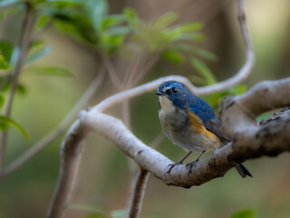 深い藪の奥でリラックスしているルリビタキの雄