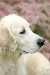 Portrait of beautiful golden retriever dog in the garden. outdoor lifestyle