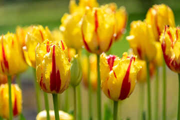 Red yellow tulips in the sunshine