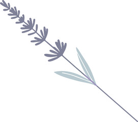 minimalistic flat vector lavender summer illustration on a white background, isolated
