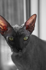 gray Sphynx cat looking at you