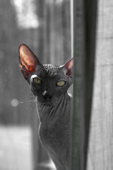 gray Sphynx cat looking at you