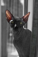 gray Sphynx cat looking at you