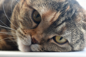 Cat laying on the armchair close up.