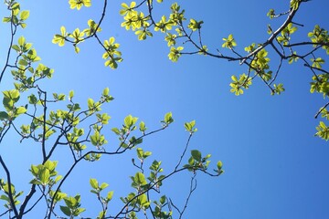 green branches against blue sky. Trees with green foliage against the blue sky and clouds.