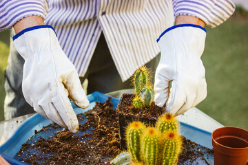 Gardener in white glows working in garden greenhouse replanting Pilosocereus pachycladus cacti....