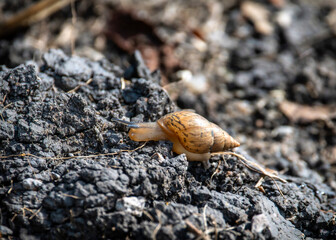 A snail finding its way