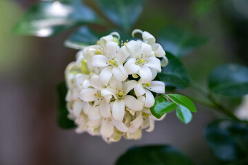 Close-up orange jasmine (Murraya paniculata) blooming with dew drops on plant of house garden. Beautiful and freshness white flowers in natural background.