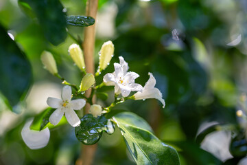 Close-up orange jasmine (Murraya paniculata) blooming with dew drops on plant of house garden....