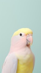 Cockatiel cockatoo animal parrot.
