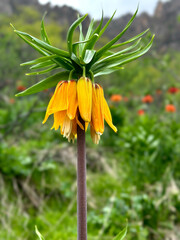 Crown Imperial Lily (Upside Down Tulips) reverse or inverted tulip Stock Photo