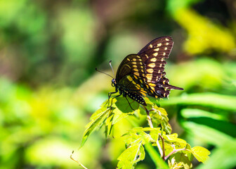 Black Swallowtail on a leaf along the nature trail in Pearland, Texas