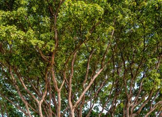 Background of a Tropical Tree Canopy in Hawaii.